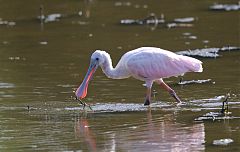 Roseate Spoonbill